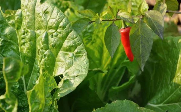 帶蟲眼的蔬菜就是安全菜嗎？